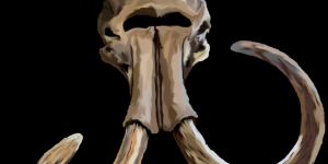 Figure 1: Mammoth skull drawing (author's own)