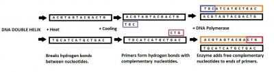 Figure 1. Cycle One of the PCR process.