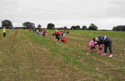 Figure 1 - Children from North Duffield school fieldwalking (Image Copyright - Archaeology North Duffield)