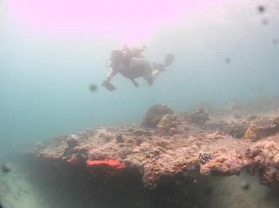 Figure 1 - Matt diving in the Red Sea (Image Copyright - Matt Williams)