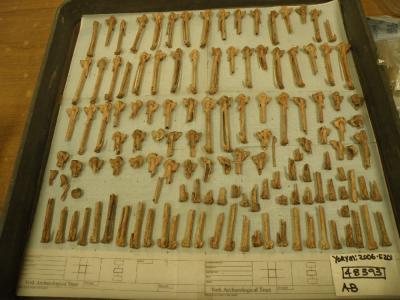Figure 1 - A tray of goose carpometacarpii from 1 pit context at Hungate, representing a minimum of 65 geese. (Image Copyright - Clare Rainsford)