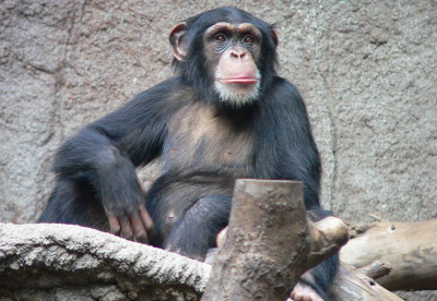 Figure 1: Chimpanzee in captivity (Image Copyright: Thomas Lersch)