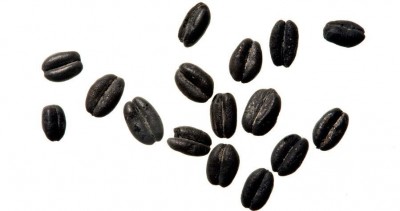 Figure 1: Charred wheat seeds (Reproduced with kind permission of the Colonial Williamsburg Foundation)