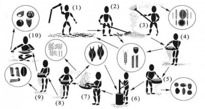 Figure 2: Crop-processing steps and the by-products which form archaeobotanical assemblages (after Stevens 2003)