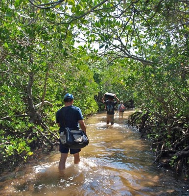 Figure 1. Flooded Mangroves in Songo Mnara (image copyright: Henriette Rødland).
