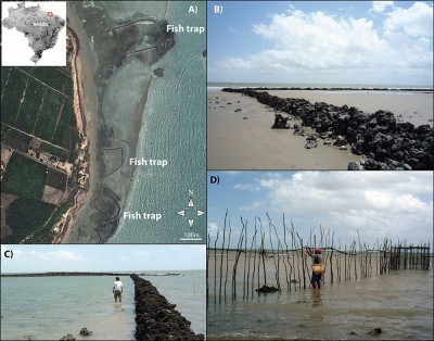 Figure 1. (A) archaeological fish traps (or camboas) in northern Brazil (Maranhão), source: ©Google Earth. Early Europeans (17th century) who visited the region described the use of similar structures by local indigenous groups. The local communities today attribute them to past indigenous populations, however their chronological and cultural attribution is unknown; (B-C) Fish traps are made of locally available minerals (plinthite and petroplinthite). Tidal oscillation (around 7 meters) entraps fish between high and low tide. (D) Local people also build fish traps using organic materials (fibres, wood).