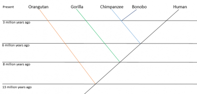Figure 1: Human and primate evolution, demonstrating around 6 million years separates modern humans from our closest living ancestor, the chimpanzee. Image: Author